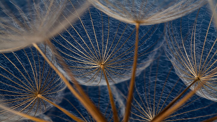 Dandelion Seed, macro photography, plant, flower, dandelion Free HD Wallpaper