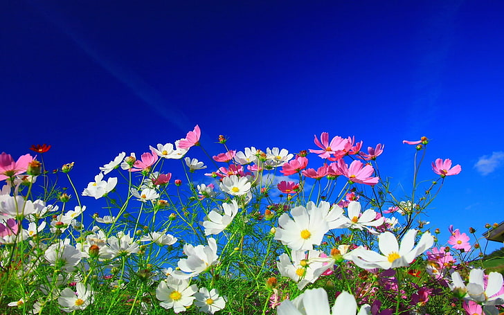 Feliz Lunes, freshness, clear sky, vulnerability, bouquet Free HD Wallpaper