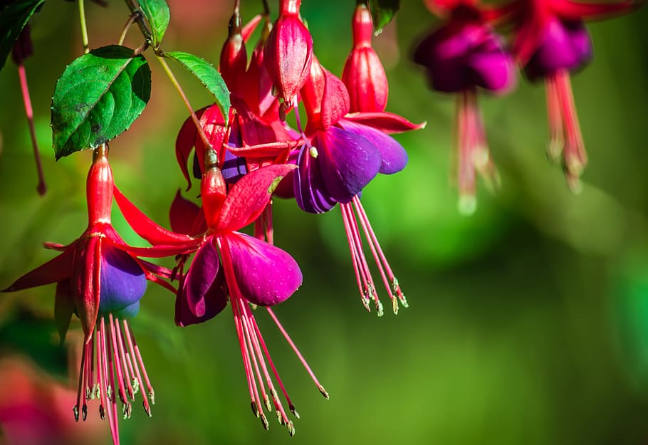 Fuchsien Standort, green color, bright, flower head, colourful Free HD Wallpaper