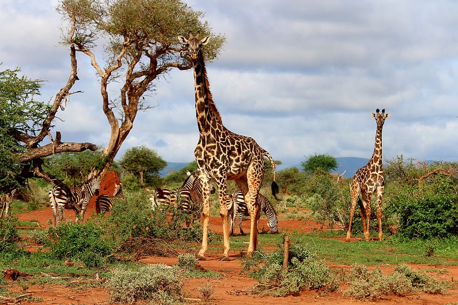 Giant Giraffe Stuffed Animal, outdoors, wilderness area, safari, tanzania Free HD Wallpaper
