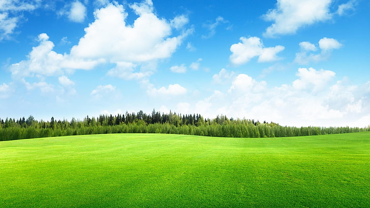 Grass Field Flowers, nonurban scene, environment, cloud  sky, tranquility Free HD Wallpaper