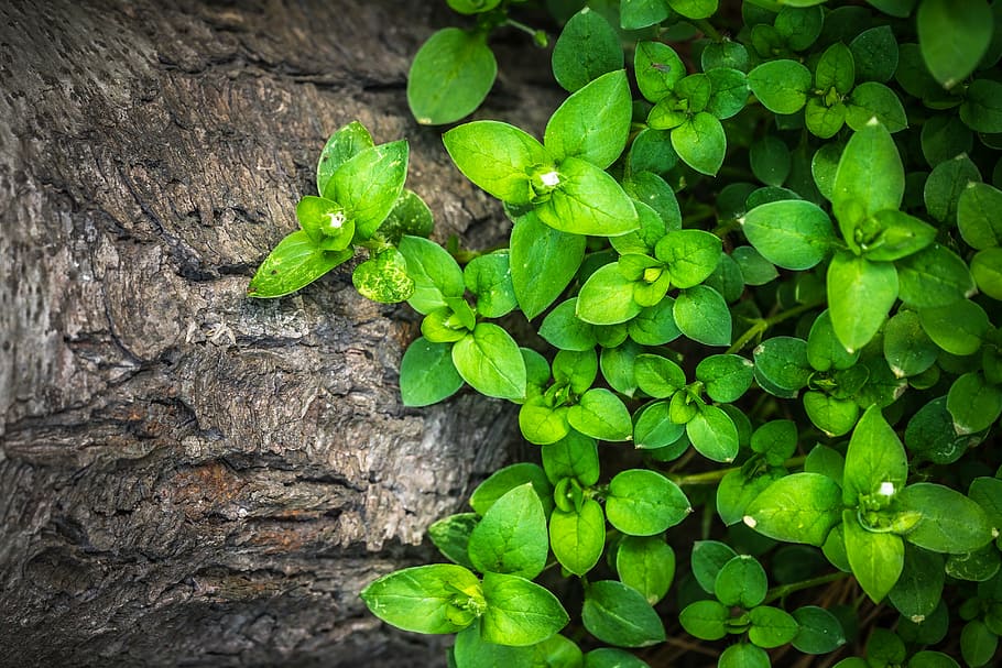 Green Leaf Tropical Plants, closeup, no people, outdoors, green color Free HD Wallpaper