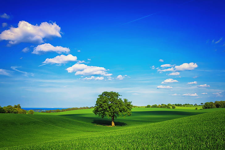 Green Nature Forest, summer, tree, day, field Free HD Wallpaper