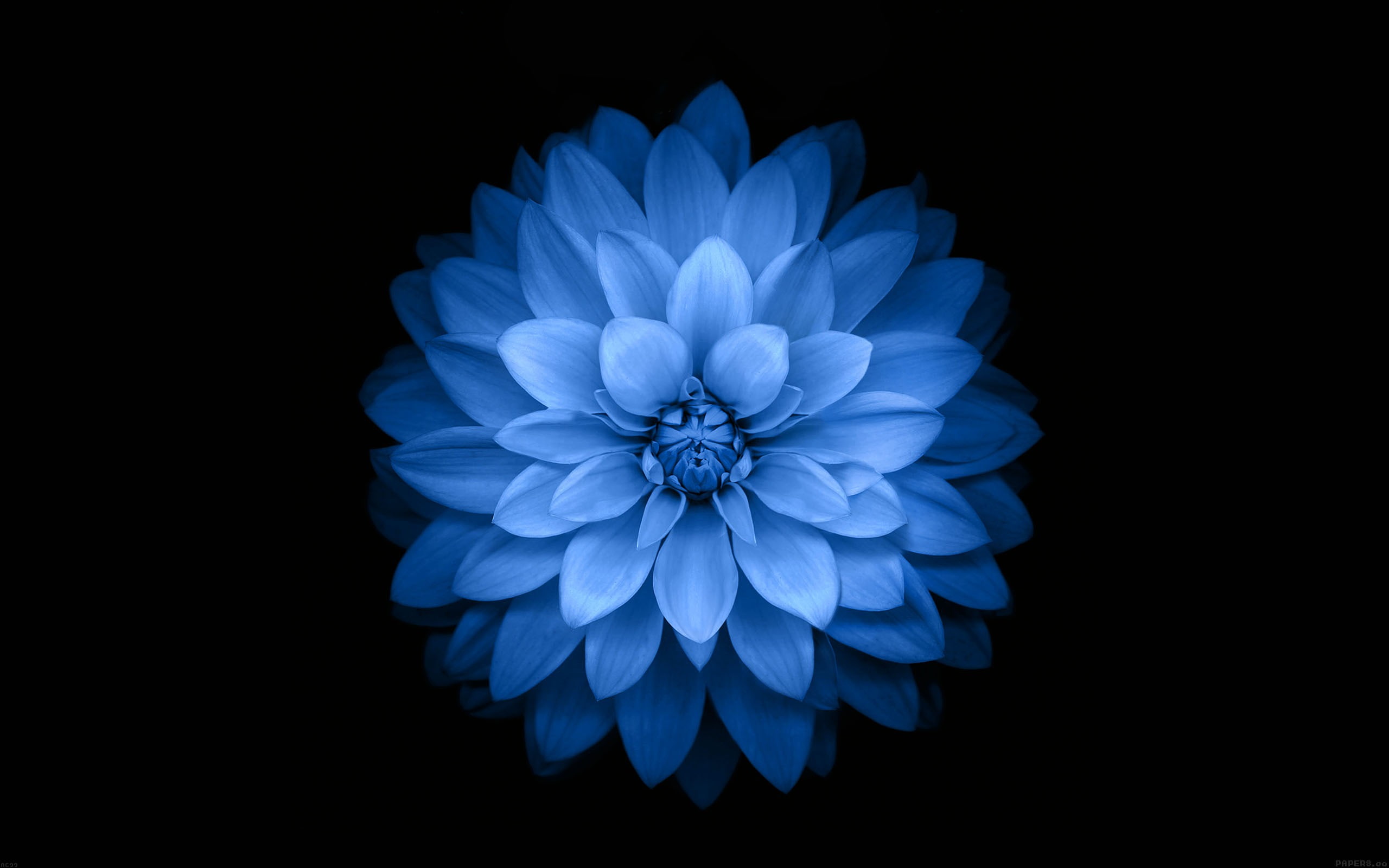 iPhone Black Flower, plus, apple, ios, inflorescence