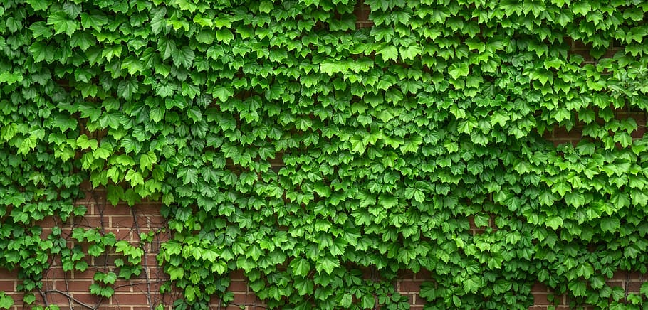 Jasmine Ivy Plant, spring, state of the union, surface, outdoors