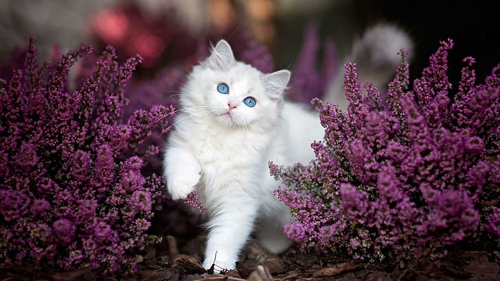 Kittens with Pink Flowers, blossom, ragdoll, kitten, plant