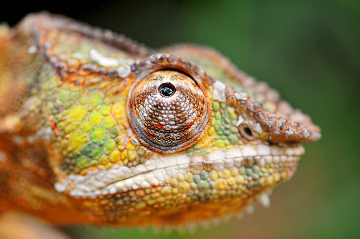 Lake Nakuru National Park, scales, colorful, nature, platinum