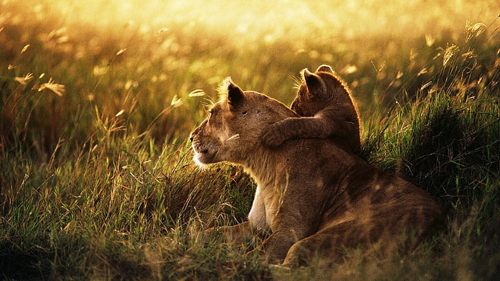 Lion Baby Animal, animals hunting, tanzania, masai mara, lion cub