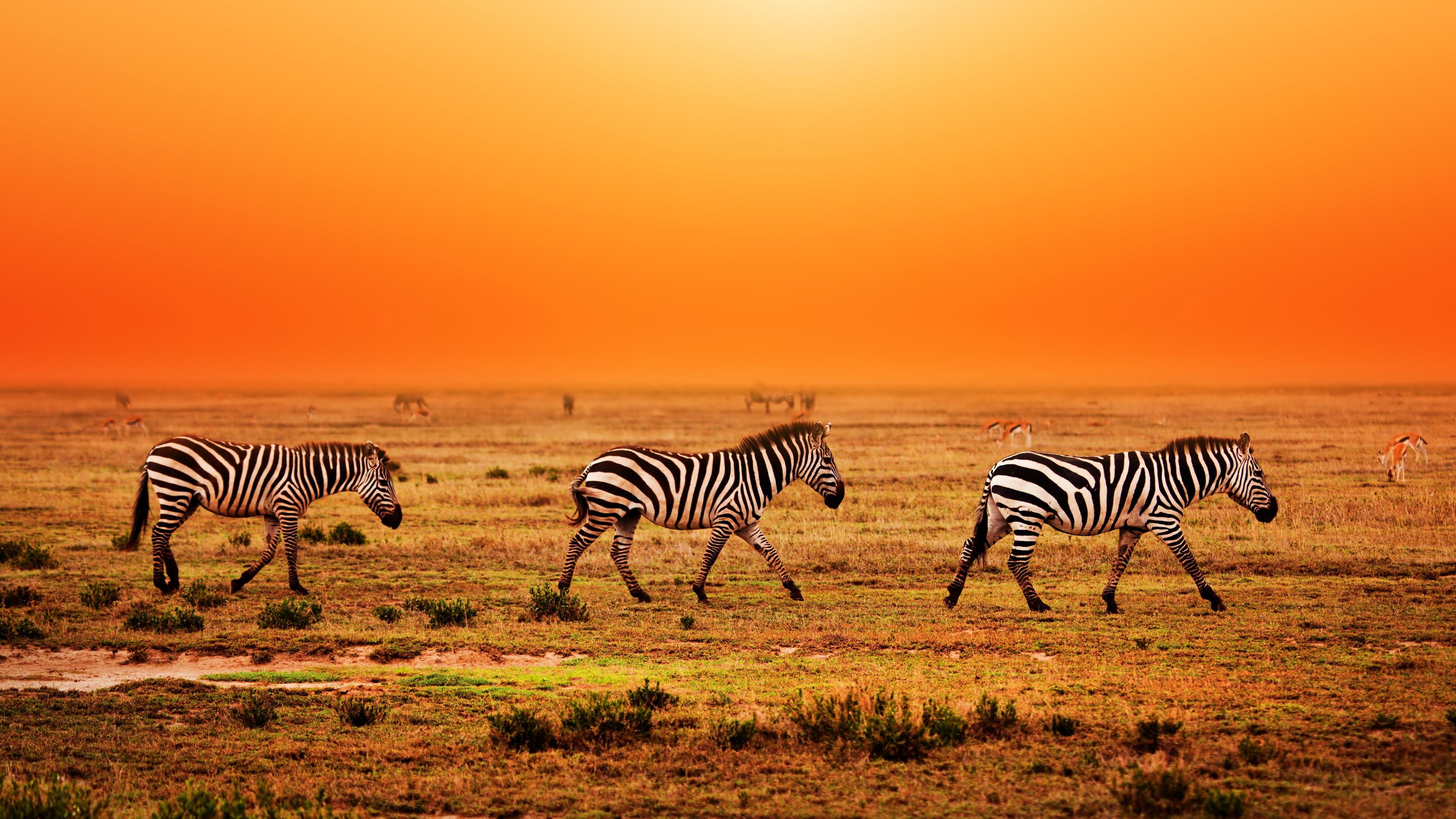 Ngorongoro National Park, animal migration, nature, plain, striped