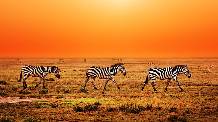 Ngorongoro National Park, animal migration, nature, plain, striped Free HD Wallpaper