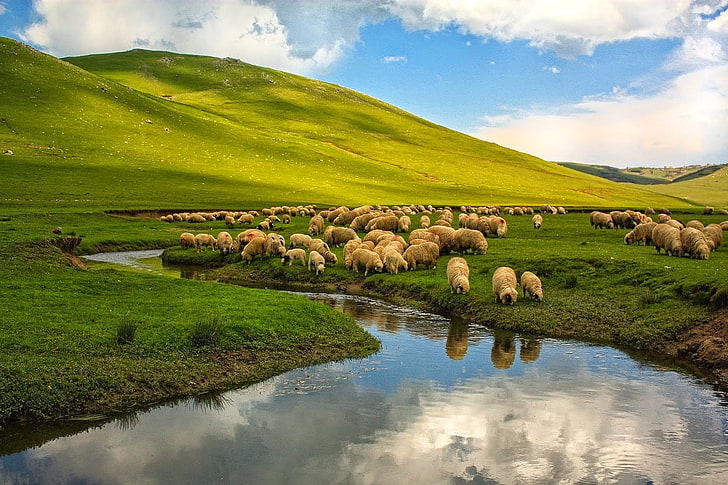 Pasturing Sheep, ordu, hills, rural scene, livestock Free HD Wallpaper