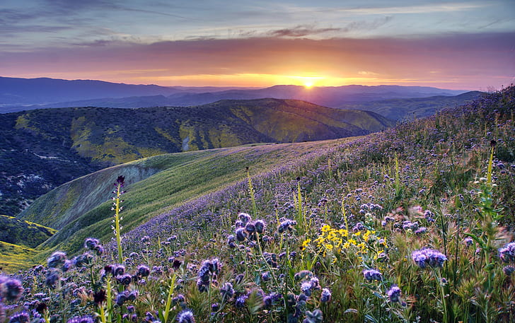 Pics of Flower Fields, california desert, sunset, hdr photography, display Free HD Wallpaper