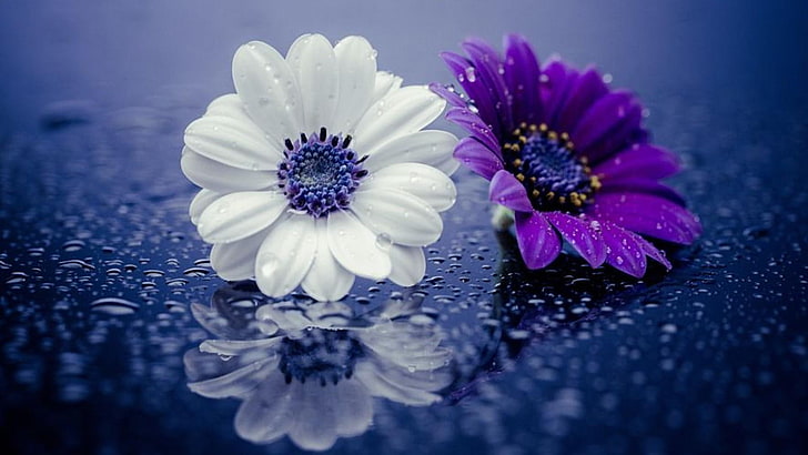 Pond Plant Purple Flowers, droplets, water drops, raindrops, white flower Free HD Wallpaper