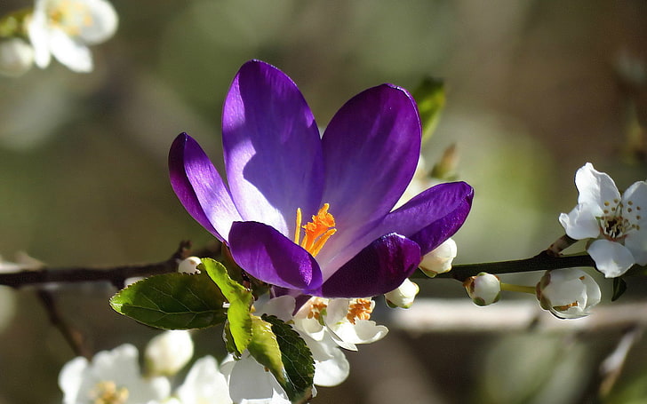 Purple and White Flowers Names, focus on foreground, blossom, leaf, beauty in nature Free HD Wallpaper