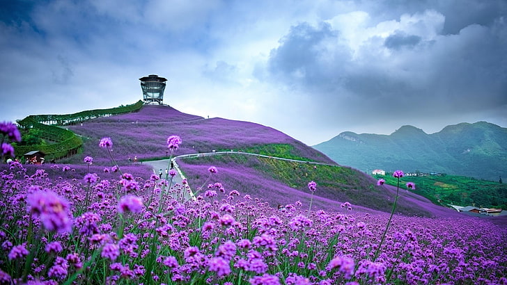 Purple Flower Landscape, flower field, verbena, verbena field, guizhou Free HD Wallpaper