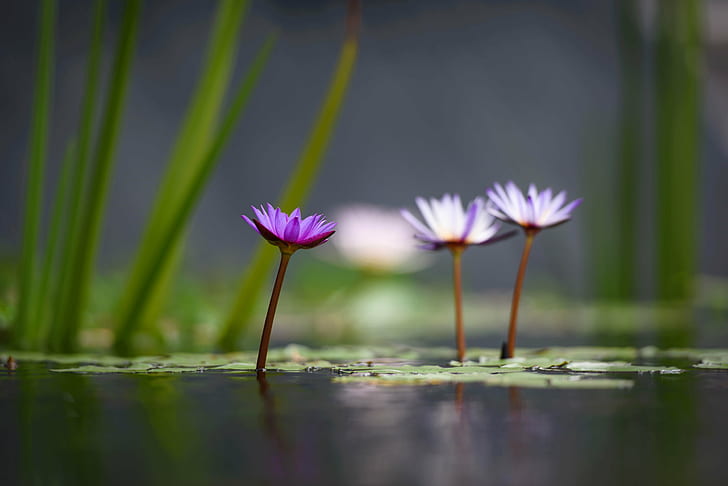 Purple Lotus Flower, leaf, lotus water lily, flower head, plant Free HD Wallpaper