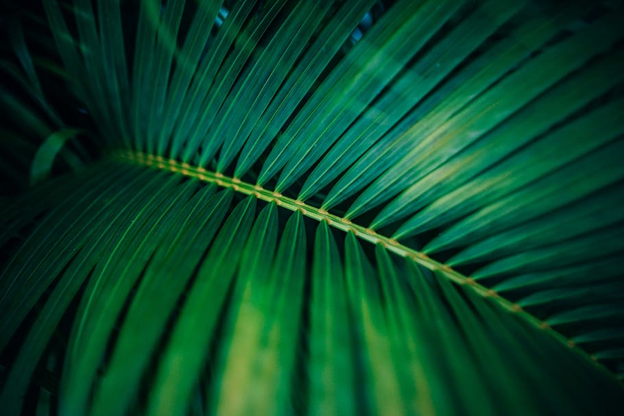 Rain Nature, full frame, natural pattern, photo, palm tree Free HD Wallpaper