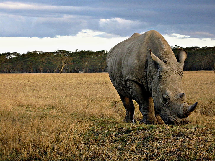 Rhinoceros Animal, plain, horned, safari animals, rhino Free HD Wallpaper