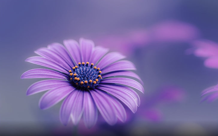 Royal Blue Flowers, purple, beauty in nature, closeup, flowering plant Free HD Wallpaper