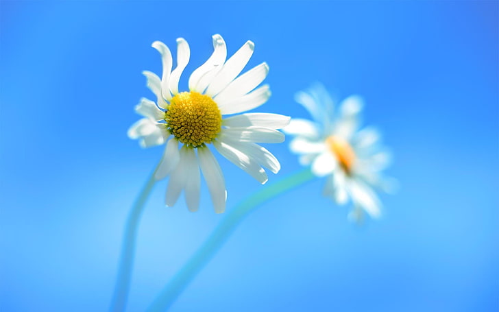 Show Icons Windows 8, plant, botany, macro, vulnerability Free HD Wallpaper