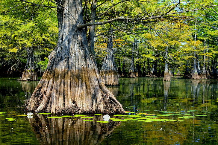 Swamps in Louisiana, reflection, nature, cloud, phil  robertson Free HD Wallpaper