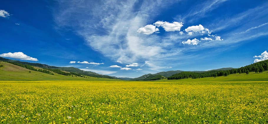 the valley of flowers, nature, scenics, agriculture Free HD Wallpaper