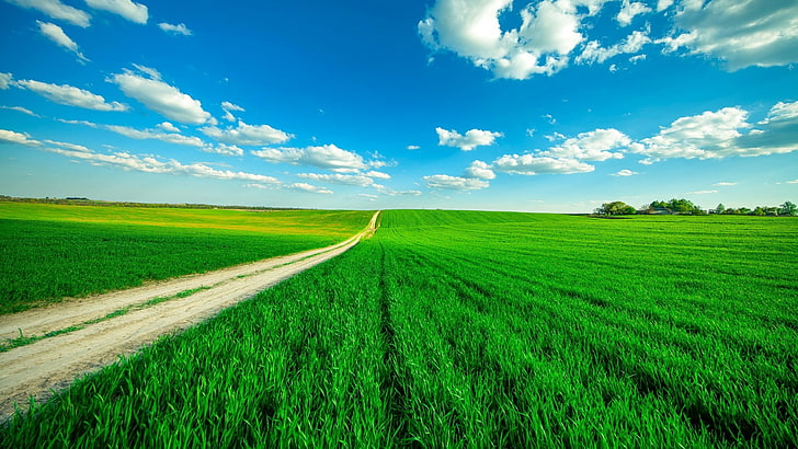 Tree Farm, endless, tranquility, outdoors, beauty in nature