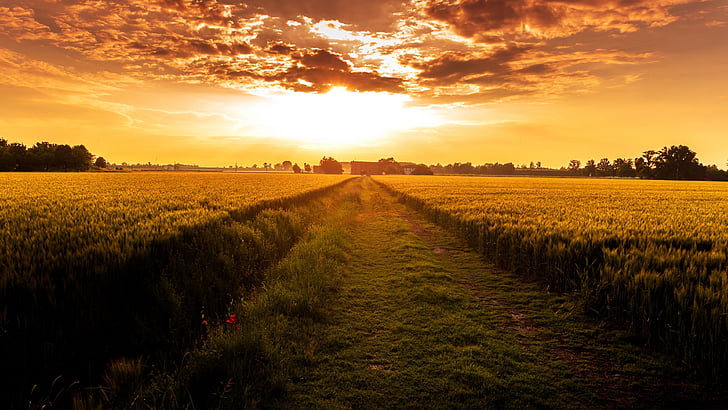 Twilight Purple, evening, plain, horizon, rural area Free HD Wallpaper