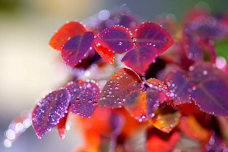 water, leaf, closeup photography, freshness Free HD Wallpaper