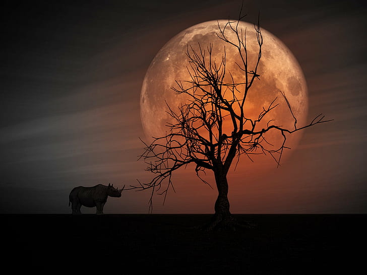 Wild Animals Sunset, planetary moon, moonlight, halloween, full moon Free HD Wallpaper