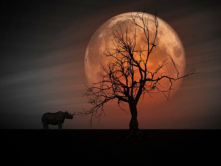 Wild Animals Sunset, planetary moon, moonlight, halloween, full moon