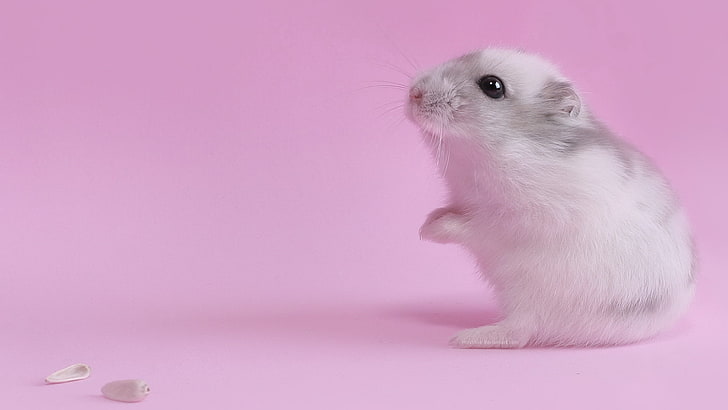 animal hair, pink background, one animal, closeup