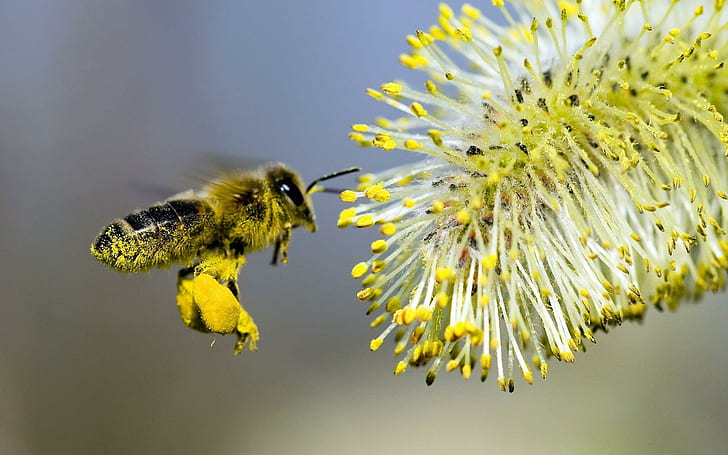 Bee Pollen Granules Benefits, bee,, yellow-and-black, insects, nature Free HD Wallpaper