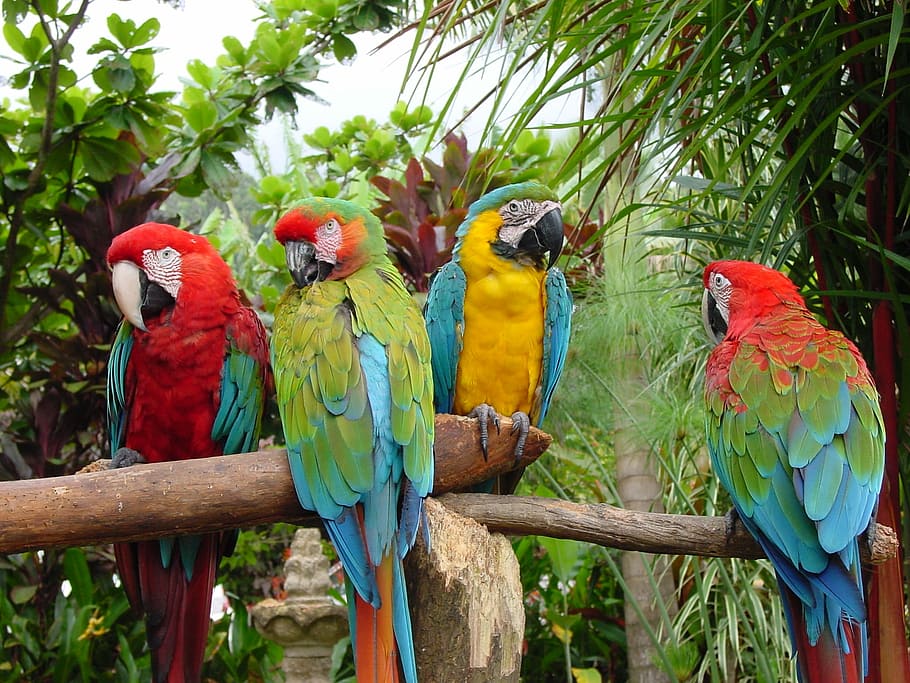 Birds in the Amazon Rainforest, pet, multi colored, colorful, group of animals Free HD Wallpaper