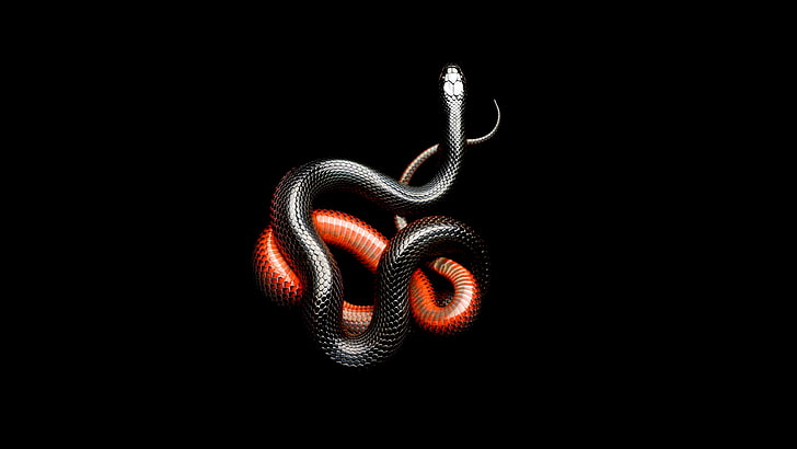 Black and Brown Snake, equipment, strength, closeup, indoors Free HD Wallpaper