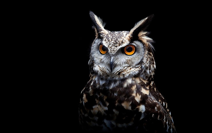 Black and White Snowy Owl, yellow eyes, bird of prey, closeup, looking at camera