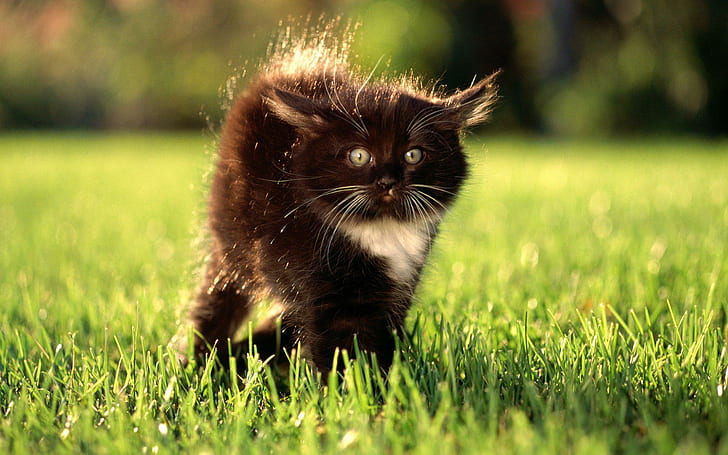 black, angry, Kitty, kitty Free HD Wallpaper