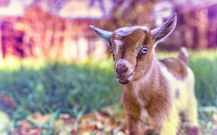 Black Baby Goat, cute, goat, Baby, baby Free HD Wallpaper