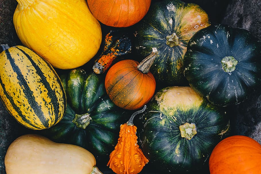 Bumpy Gourds, november, variety, no people, variation Free HD Wallpaper