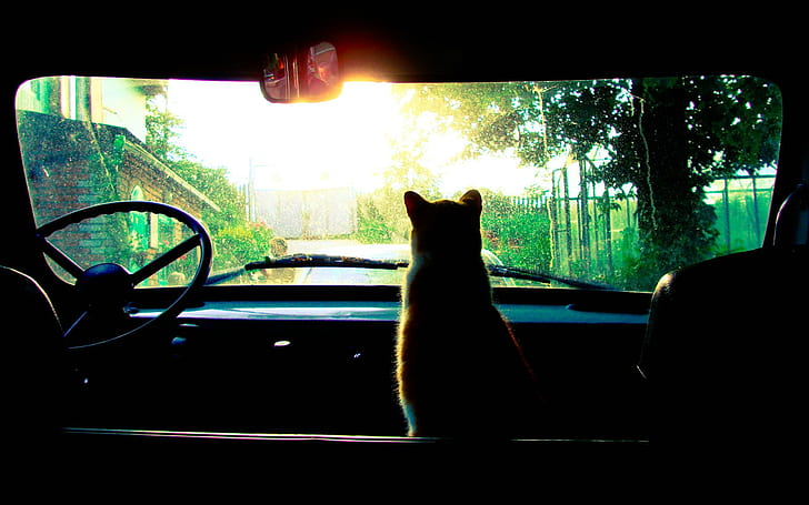 Cat Driving Bus, car, cats, cat Free HD Wallpaper