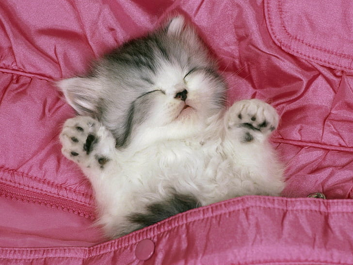 Cute Black Cat Sleeping, cat, animals, pink, baby animals Free HD Wallpaper