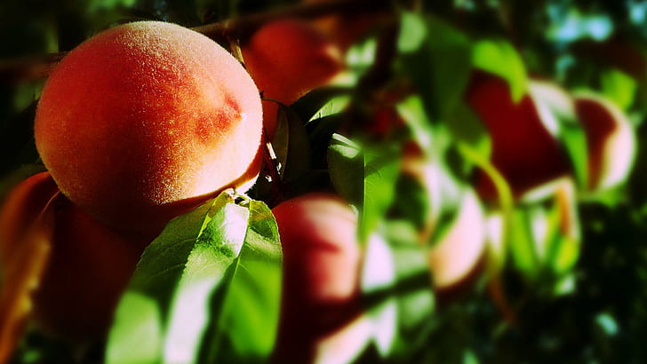 Cute Peach Fruit, peaches, blurry, fruits Free HD Wallpaper
