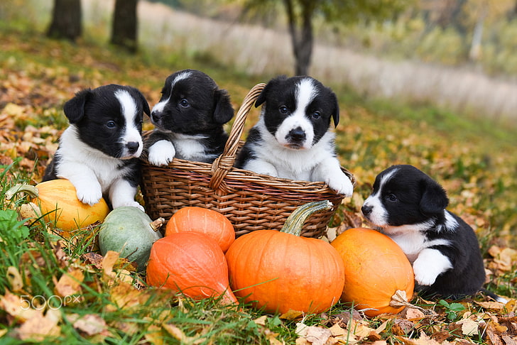 Cute Tablet Puppies, plant, nature, puppy, mammal