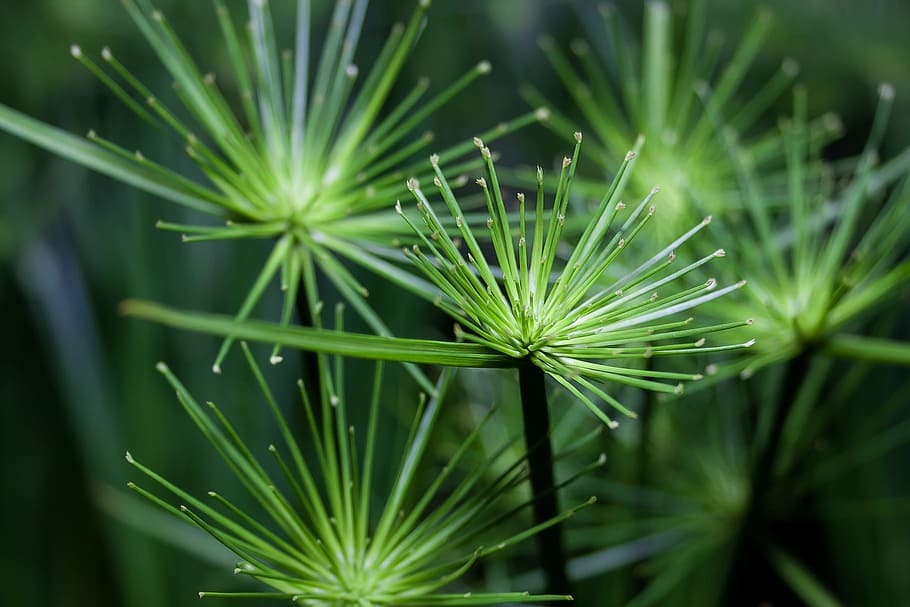 Cyperus Genus, blossom, selective focus, green plant, growth Free HD Wallpaper