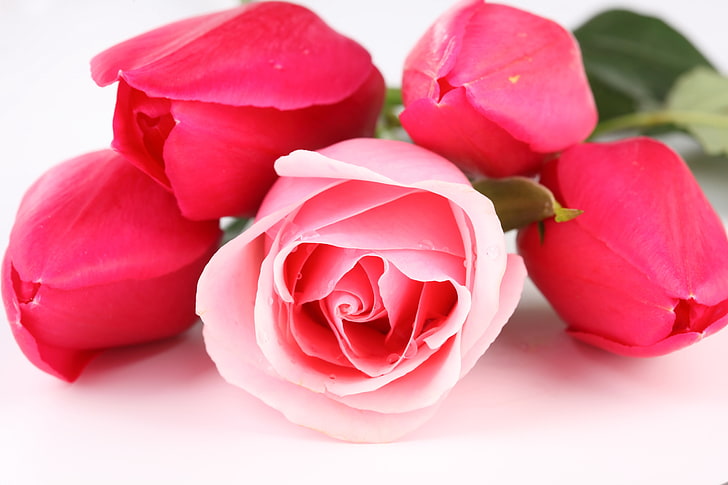 Elegant Pink Roses, pink roses, baby pink Free HD Wallpaper