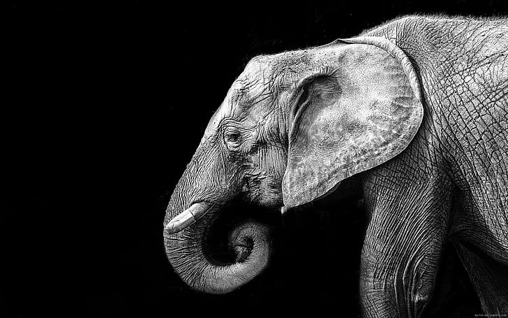 Elephant Art Black and White, Elephant, white, photo,, in Free HD Wallpaper