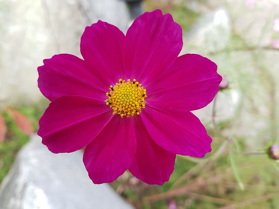 flowers, no people, flowering plant, flower