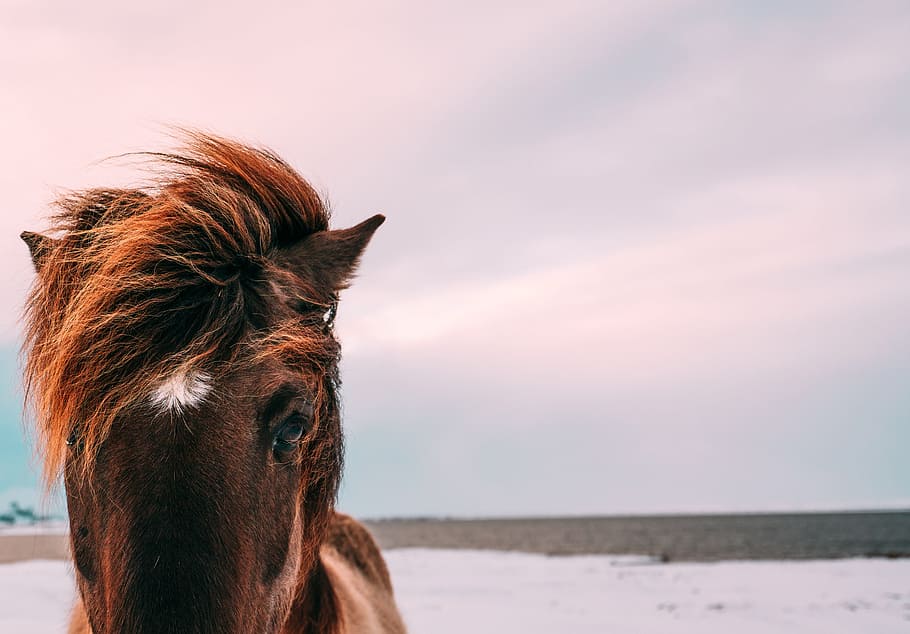 Free of Horses, no people, one animal, brown, pink