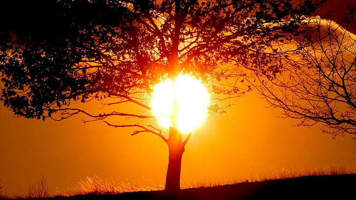 Golden Hour Landscape, trees, sunrise  sunset, Trees, silhouettes Free HD Wallpaper