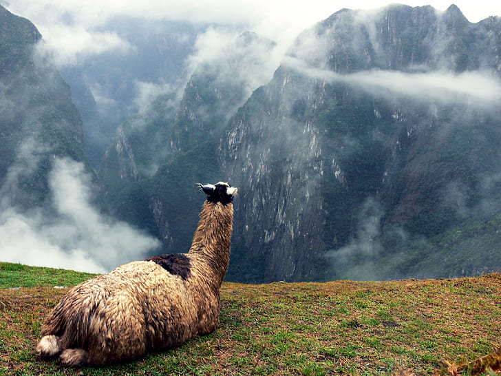 Machu Picchu Con Llamas, machu picchu, express yourself, mist, south america Free HD Wallpaper